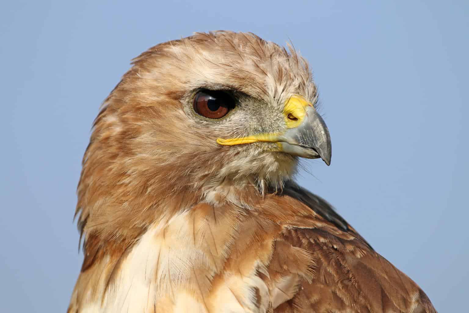 Red-Tailed-Hawk-14.jpg