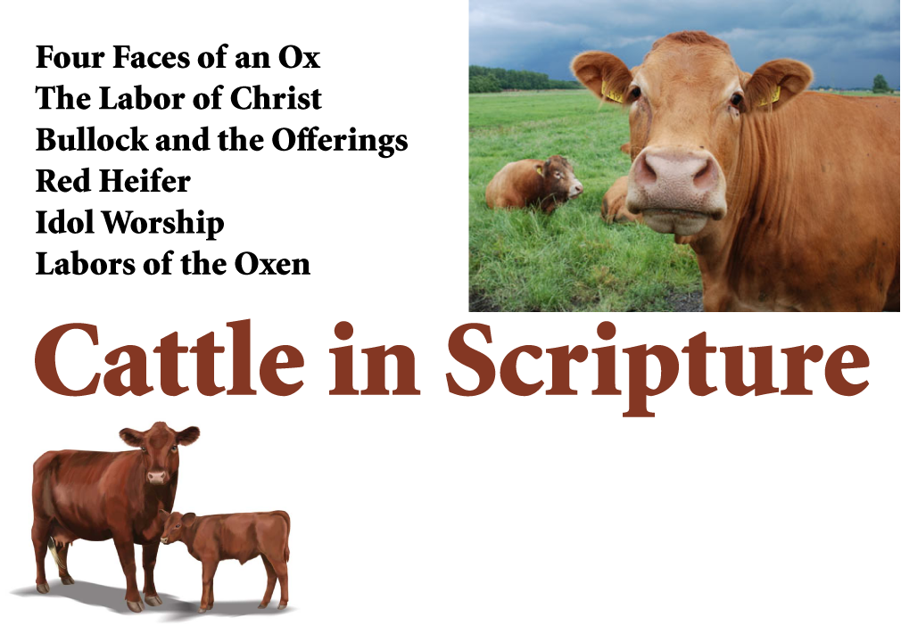 cattle.png