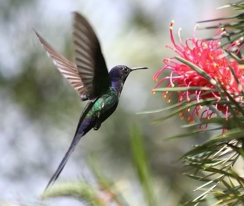 HummingbirdInFlight.jpg
