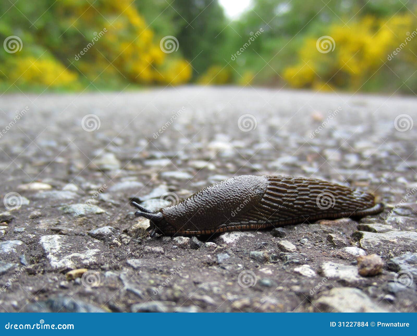 brown-garden-slug-western-washington-31227884.jpg