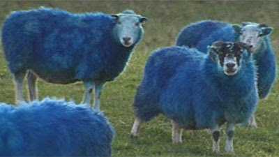 sheep4.jpg