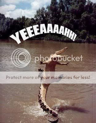 Animal-AlligatorYeah.jpg