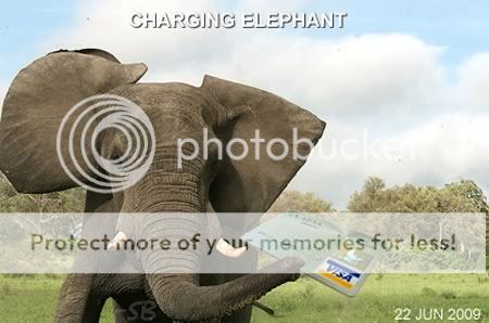 chargingelephant.jpg