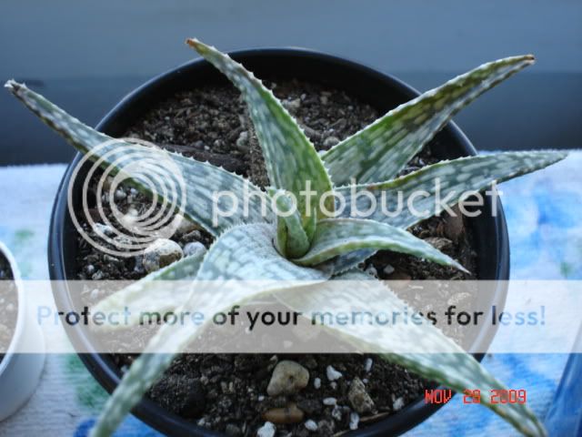 Aloes005.jpg