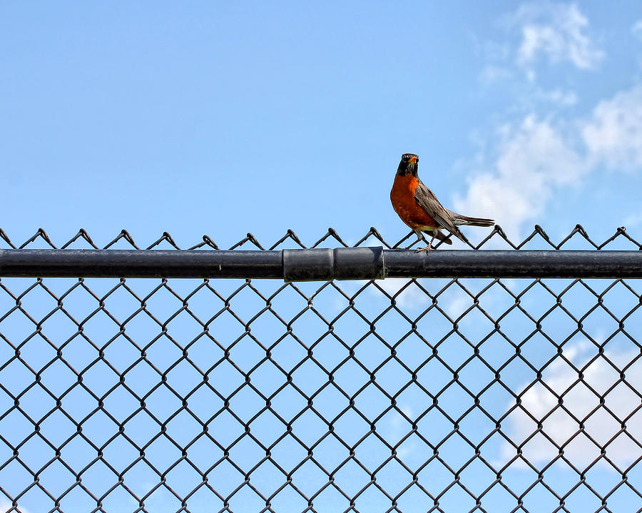 robin-bird-sitting-on-a-fence-tracie-kaska.jpg