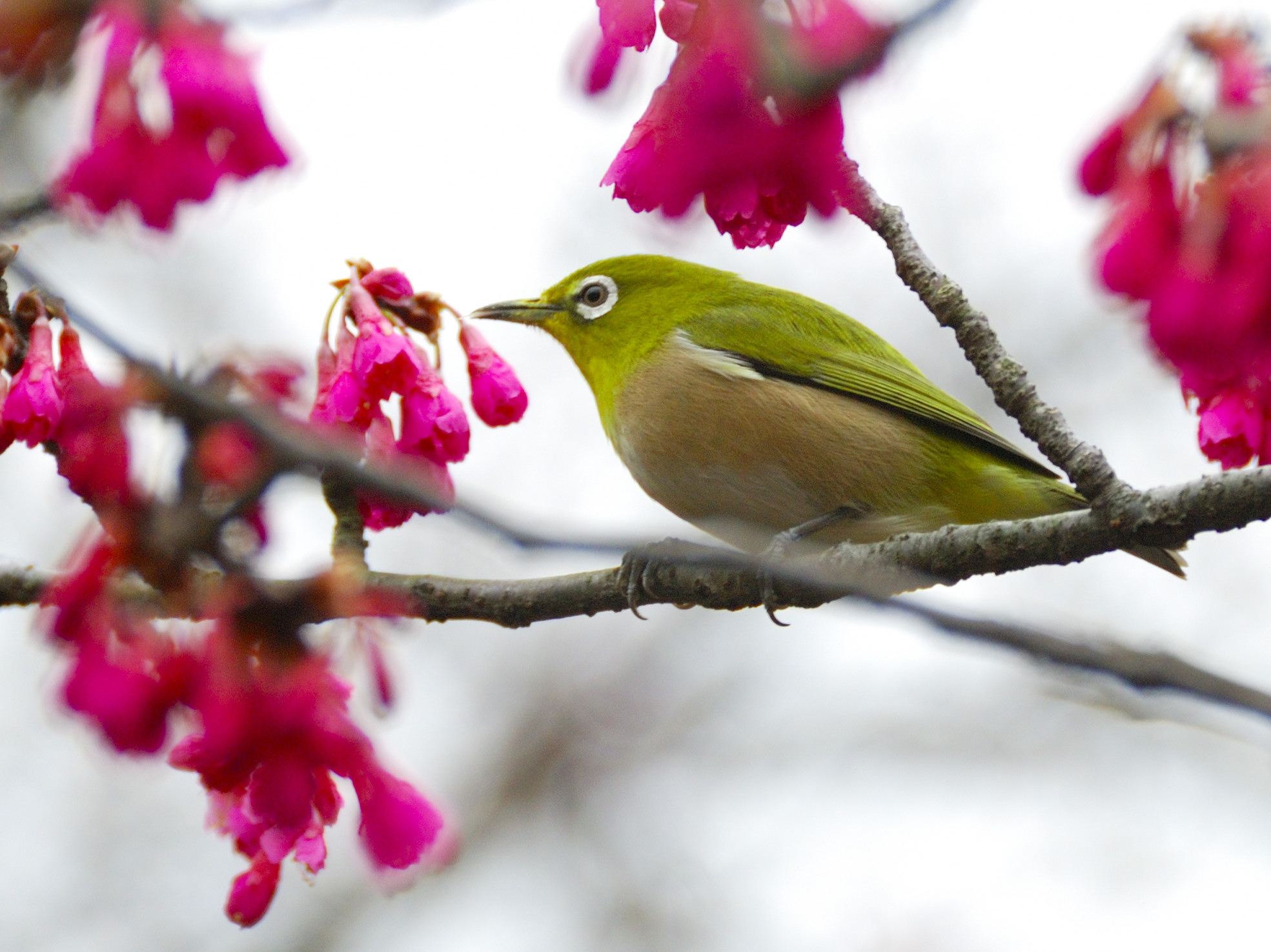 Japanese_Wite-Eye_in_the_Cherry_Blossom.jpg