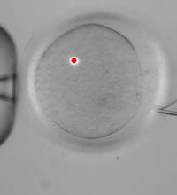 ap-3-parent-embryos-1_1.jpg