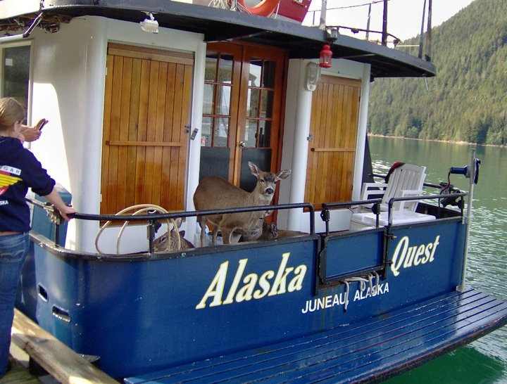 deer+on+boat08.jpg