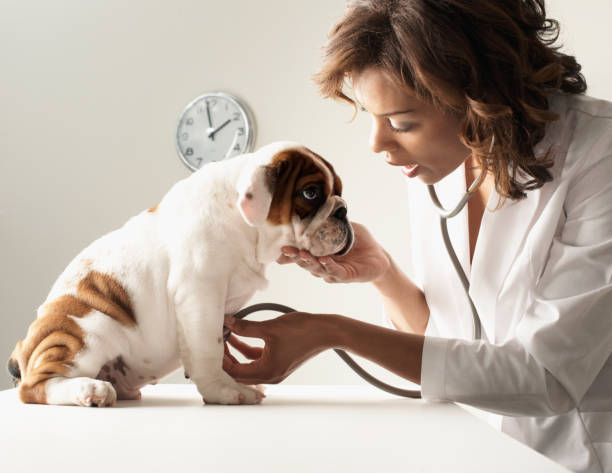 mixed-race-female-veterinarian-examining-puppy.jpg