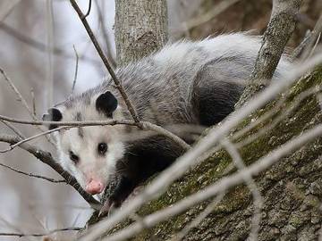 opossum-in-tree